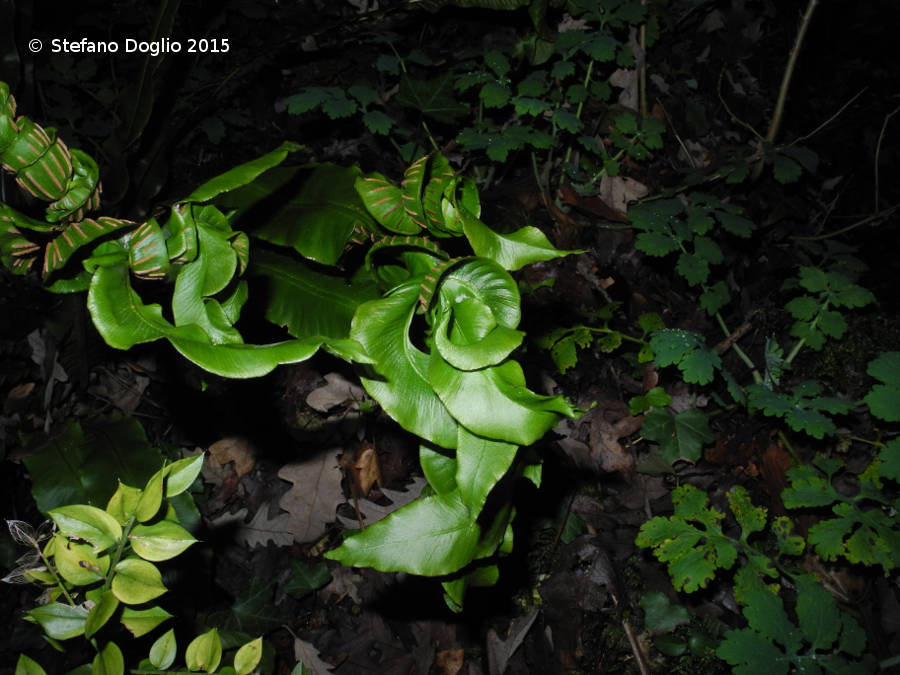 Asplenium (Phyllitis) scolopendrium 